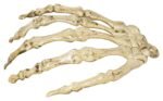 Skeleton Hand Garland Decor, Skeleton Bone Halloween Decoration, Hanging Skeleton Hands, Bone Hands Halloween Decorations, Scary Skeleton Hands Garland Necklace Halloween Party (Set of 8) - Image 4